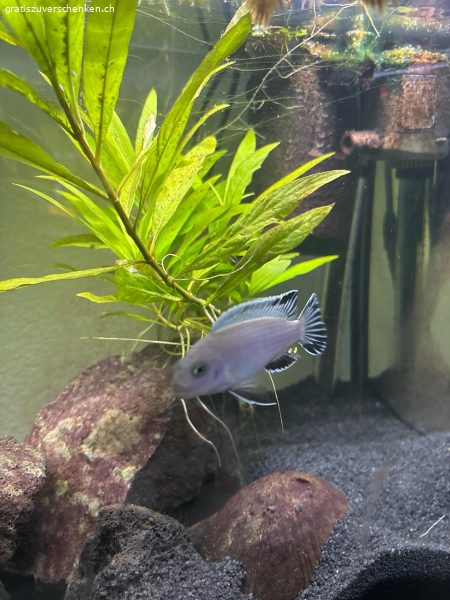 1 Eisblauer Malawi Buntbarsch
