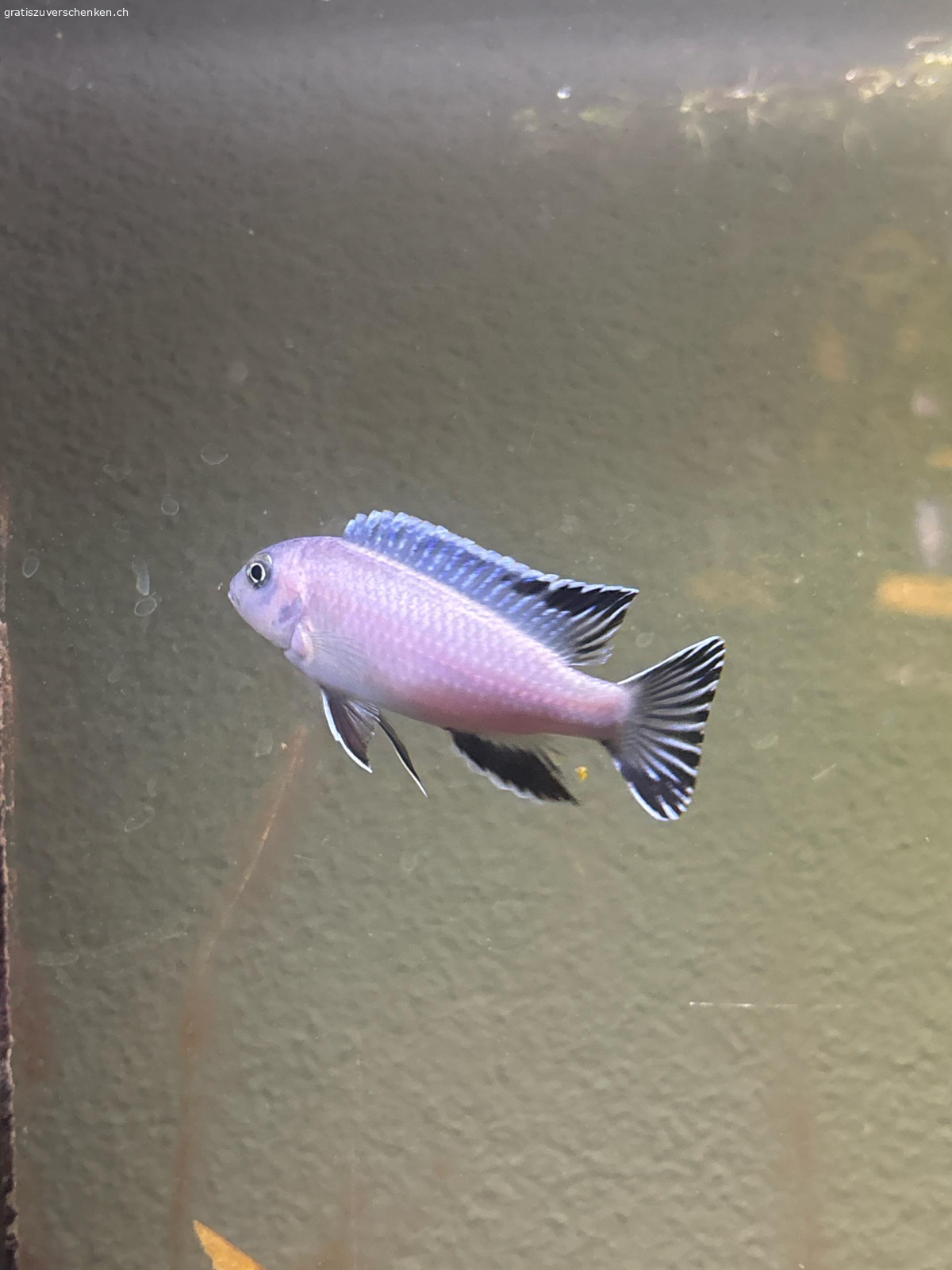 1 Eisblauer Malawi Buntbarsch. 1 Eisblauer Malawi Buntbarsch Gratis zum Abholen. Noch nicht ausgewachsen ca. 2 Jahre alt.