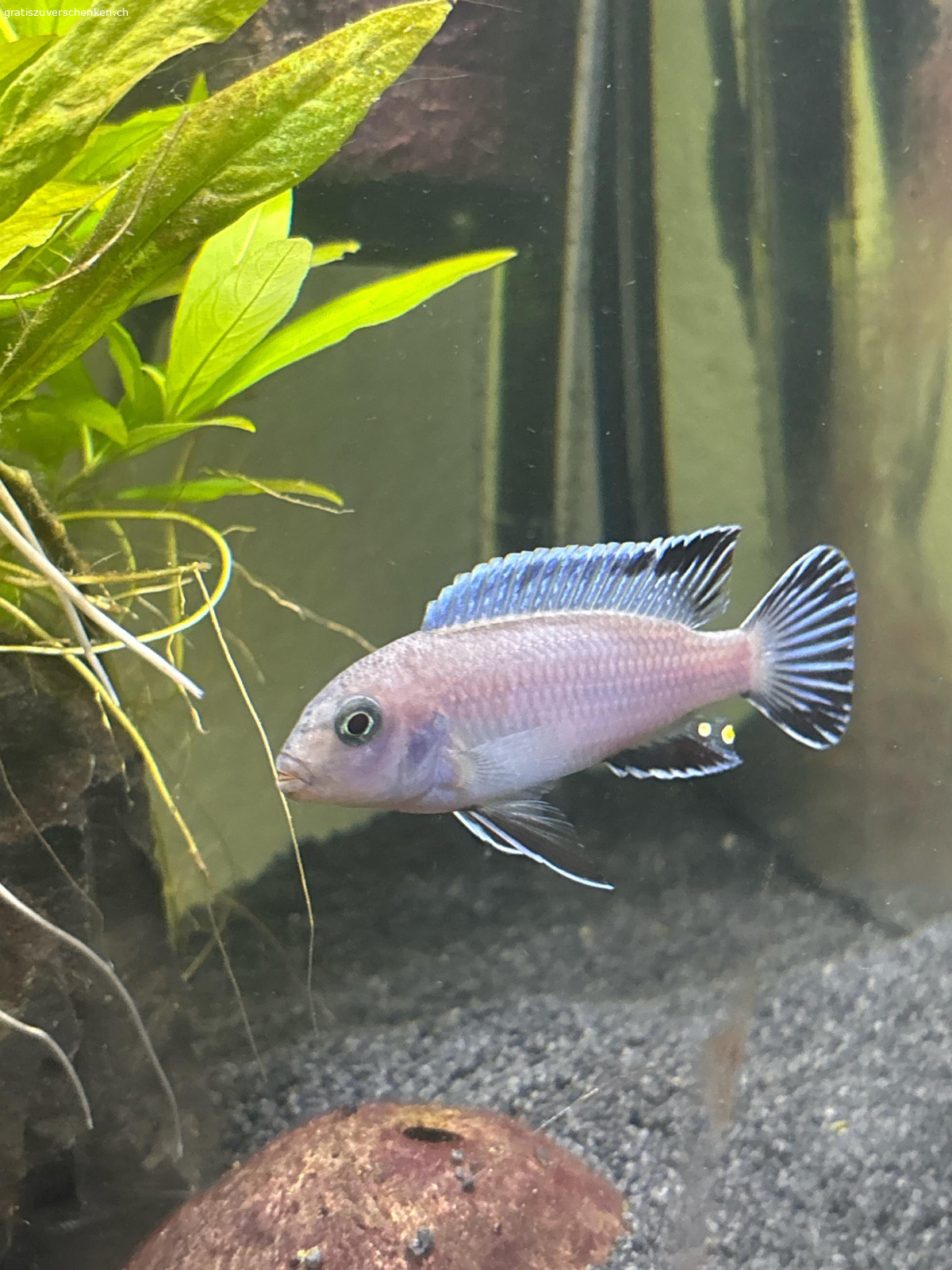 1 Eisblauer Malawi Buntbarsch. 1 Eisblauer Malawi Buntbarsch Gratis zum Abholen. Noch nicht ausgewachsen ca. 2 Jahre alt.