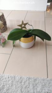 2 Orchideen inkl. Übertoof. 2 Orchideen