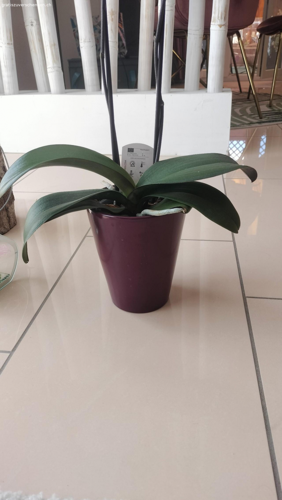 2 Orchideen inkl. Übertoof. 2 Orchideen