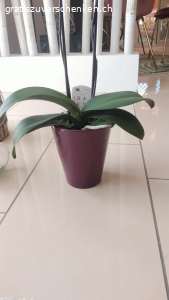 2 Orchideen inkl. Übertoof. 2 Orchideen