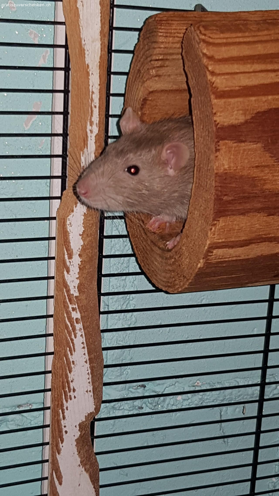 3 ratten boys nicht kastriert. unsere 3 Rattenboys 10 monate suchen ein neues Zuhause da ich allergisch auf Sie bin.Nach zahlreichen tests wurde es endlich heraus gefunden.Sie verstehen sich gut und können in einem Grossen Käfig zusammen gehalten werden
