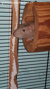 3 ratten boys nicht kastriert. unsere 3 Rattenboys 10 monate suchen ein neues Zuhause da ich allergisch auf Sie bin.Nach zahlreichen tests wurde es endlich heraus gefunden.Sie verstehen sich gut und können in einem Grossen Käfig zusammen gehalten werden