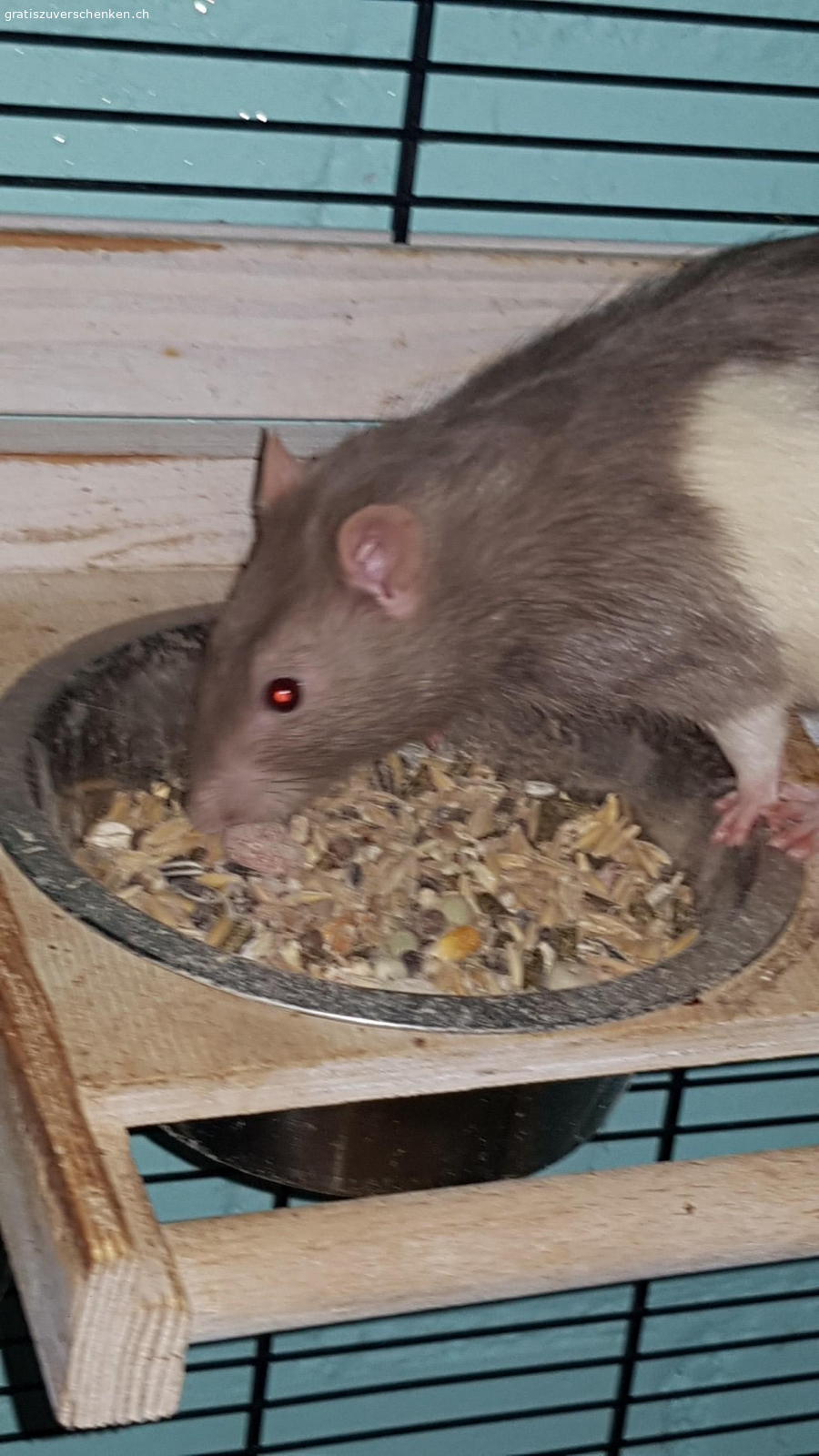 3 ratten boys nicht kastriert. unsere 3 Rattenboys 10 monate suchen ein neues Zuhause da ich allergisch auf Sie bin.Nach zahlreichen tests wurde es endlich heraus gefunden.Sie verstehen sich gut und können in einem Grossen Käfig zusammen gehalten werden