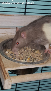 3 ratten boys nicht kastriert. unsere 3 Rattenboys 10 monate suchen ein neues Zuhause da ich allergisch auf Sie bin.Nach zahlreichen tests wurde es endlich heraus gefunden.Sie verstehen sich gut und können in einem Grossen Käfig zusammen gehalten werden