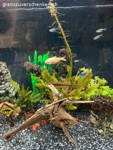 Aquarium 350 l zu verschenken