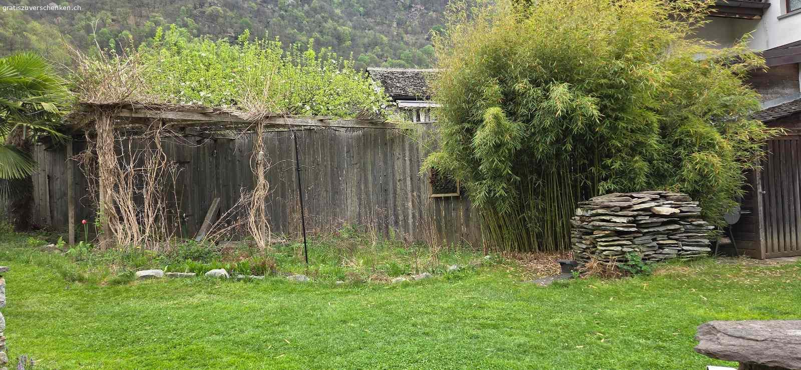 Bambus zu verschenken. Ich verschenke einen grossen Bambus Fargesia robusta Campbell, ca. 4m hoch.  
Da ich meinen Garten umgestalte, muss er weichen.

Details:  
- Horstbildend (keine Ausläufer)  
- Sehr robust, ideal als Sichtschutz  
- Standort aktuell in Cama (GR)

Abholung:  
Wer Erfahrung mit dem Ausgraben von Bambus hat, kann ihn gerne selbst ausgraben und gratis mitnehmen.