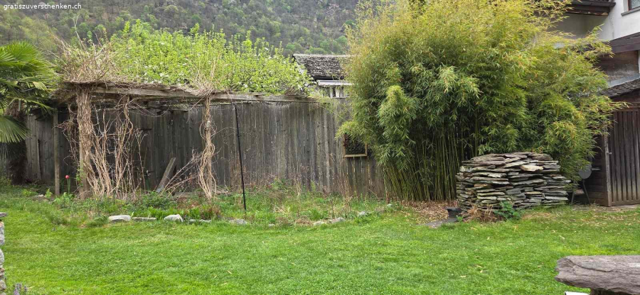 Bambus zu verschenken