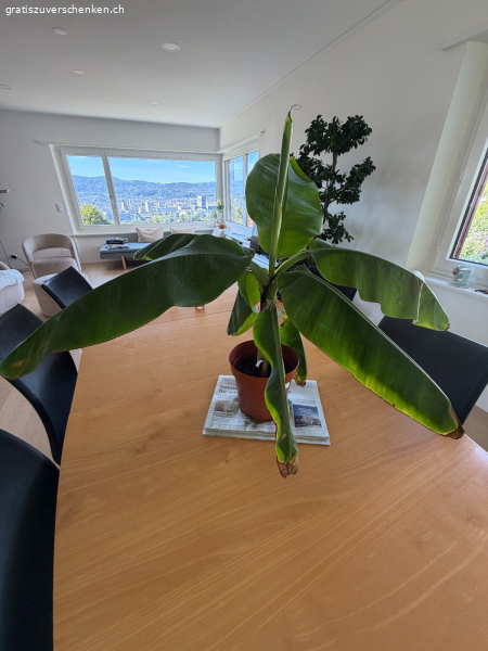 Bananenbaum