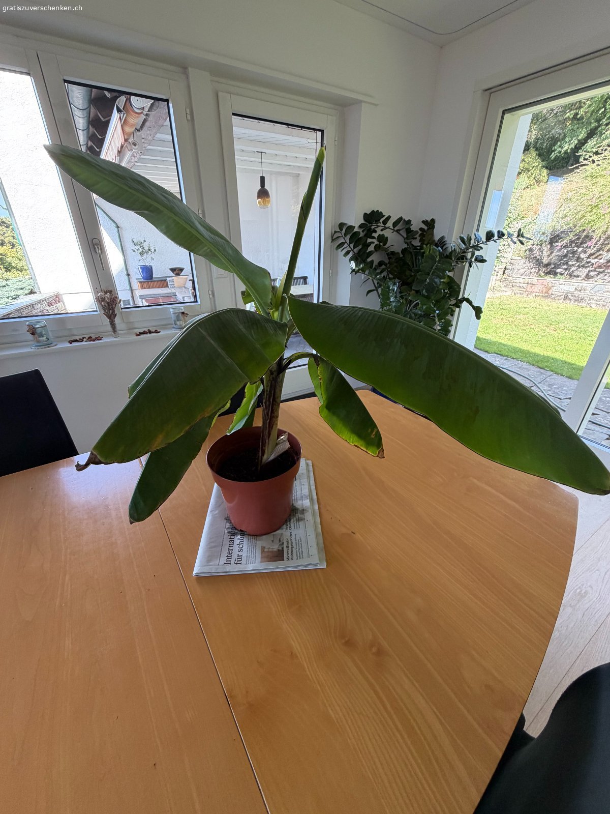 Bananenbaum. Unser Bananenbaum macht immer wieder neue Ableger. Haben darum einen Bananenbaumableger, ca. 50 cm, gratis abzugeben. Dieser wächst bereits seit 2 Jahren im eigenen Topf.