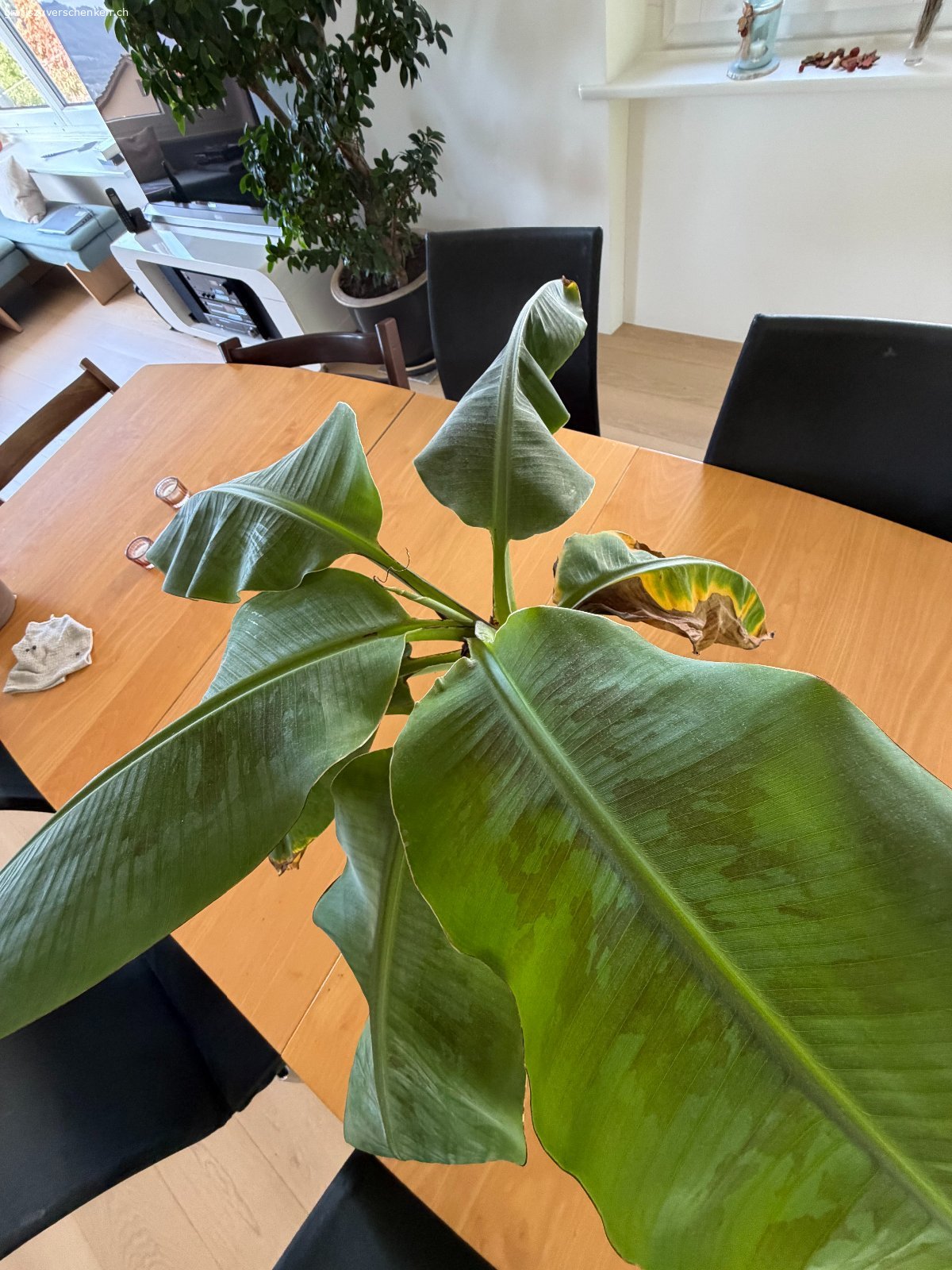 Bananenbaum. Unser Bananenbaum macht immer wieder neue Ableger. Haben darum einen Bananenbaumableger, ca. 50 cm, gratis abzugeben. Dieser wächst bereits seit 2 Jahren im eigenen Topf.
