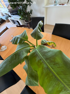 Bananenbaum
