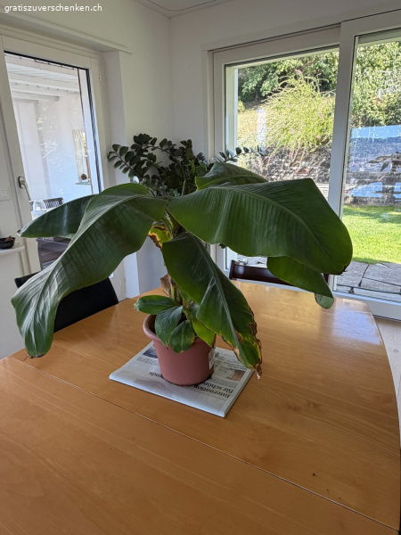 Bananenbaum
