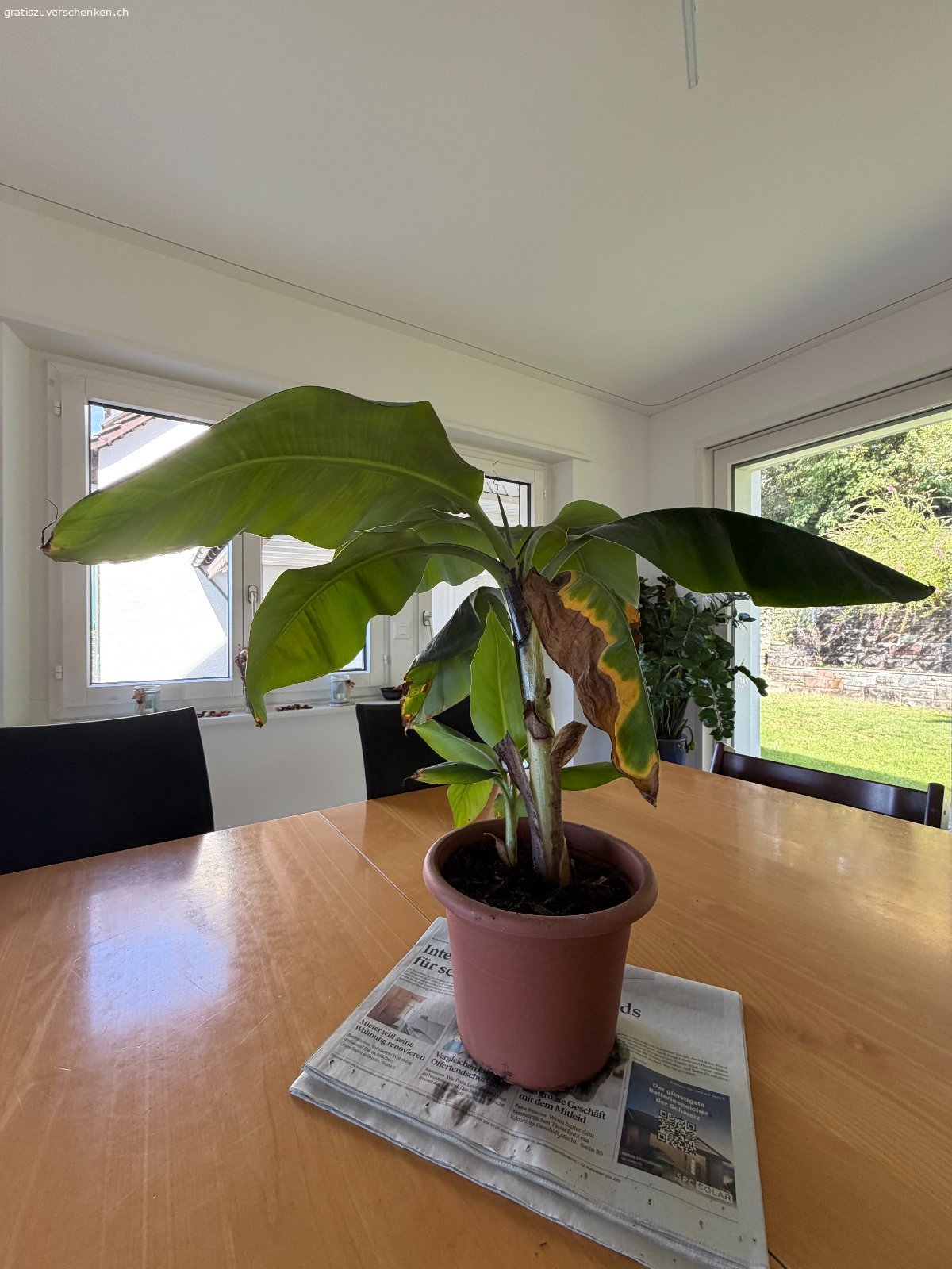 Bananenbaum. Unser Bananenbaum macht immer wieder Ableger, darum haben wir einen Bananenbaumableger, ca. 40 cm, gratis abzugeben. Der Ableger wächst bereits seit ca. 2 Jahren im eigenen Topf und macht bereits selber einen Ableger.