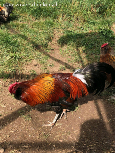 Barthahn