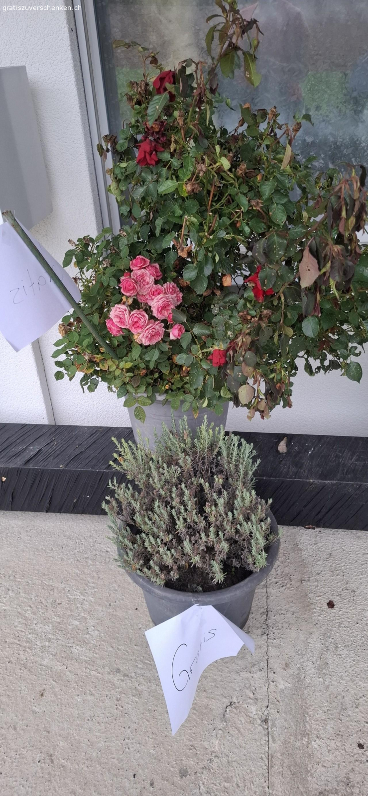 BLUMEN. Drei Rosenstöcke und ein Lavendel.
suchen ein neuer Platz.