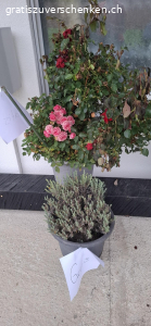 BLUMEN. Drei Rosenstöcke und ein Lavendel.
suchen ein neuer Platz.