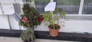BLUMEN. Drei Rosenstöcke und ein Lavendel.
suchen ein neuer Platz.