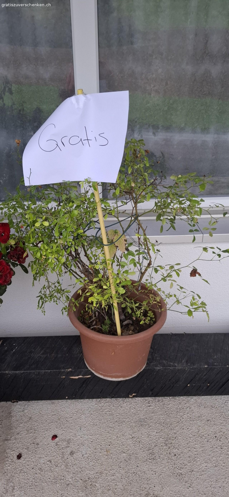 BLUMEN. Drei Rosenstöcke und ein Lavendel.
suchen ein neuer Platz.