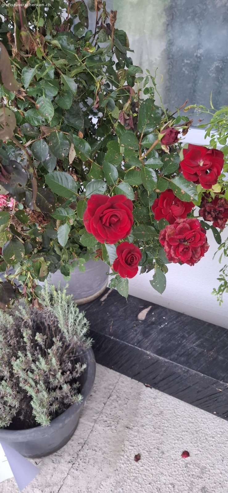 BLUMEN. Drei Rosenstöcke und ein Lavendel.
suchen ein neuer Platz.