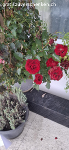 BLUMEN. Drei Rosenstöcke und ein Lavendel.
suchen ein neuer Platz.