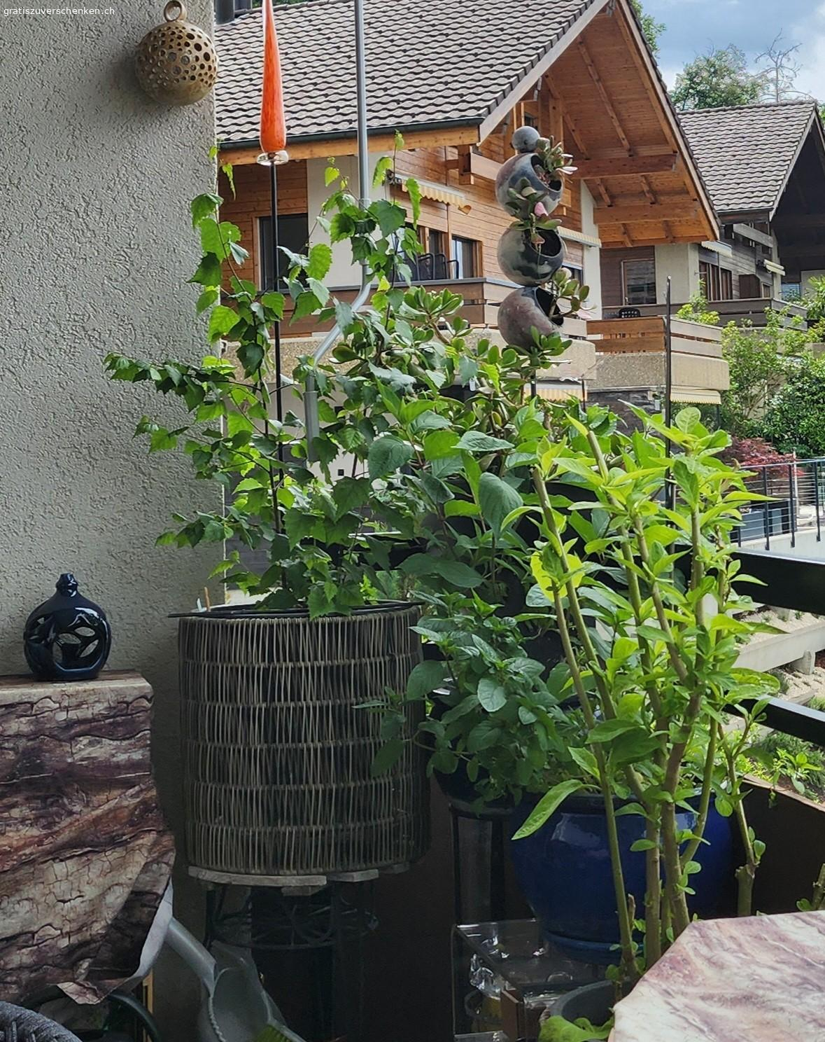 Blumentopf mit Engelstrompete. Ist noch im Keller zum Überwintern