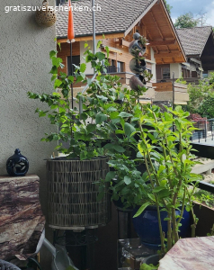 Blumentopf mit Engelstrompete. Ist noch im Keller zum Überwintern