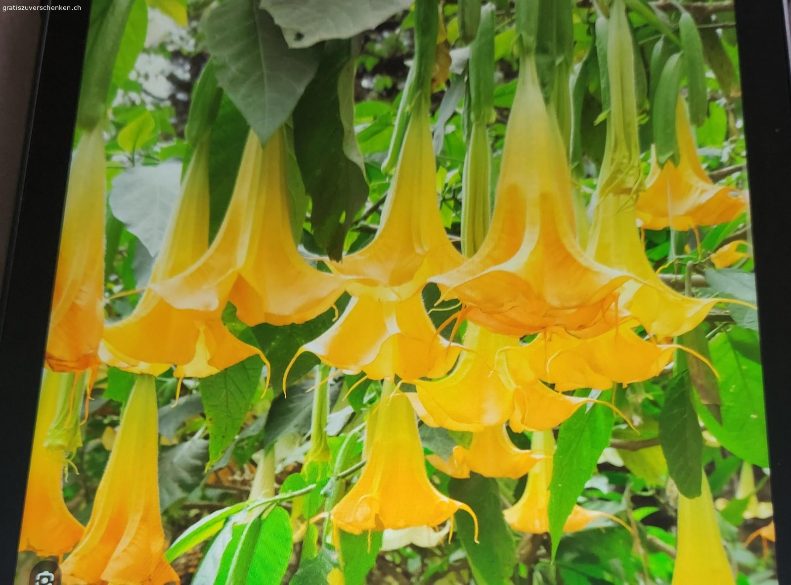 Blumentopf mit Engelstrompete. Ist noch im Keller zum Überwintern