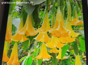 Blumentopf mit Engelstrompete. Ist noch im Keller zum Überwintern
