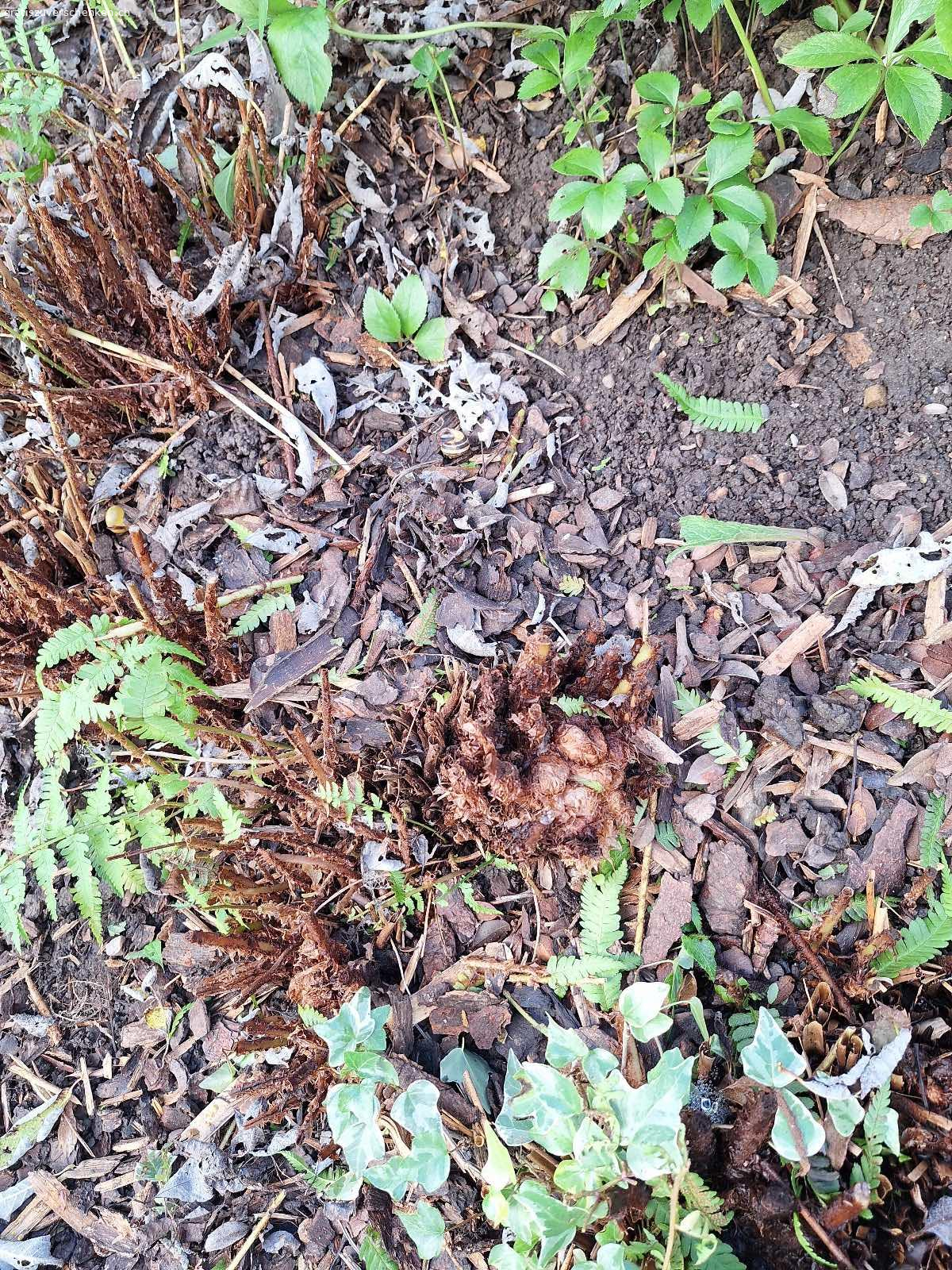 Farn Stöcke. Gratis Farn abzugeben 2-3 Stöcke.