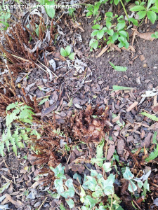 Farn Stöcke. Gratis Farn abzugeben 2-3 Stöcke.