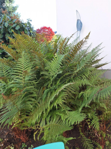 Farn Stöcke. Gratis Farn abzugeben 2-3 Stöcke.