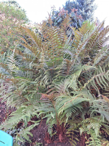 Farn Stöcke. Gratis Farn abzugeben 2-3 Stöcke.