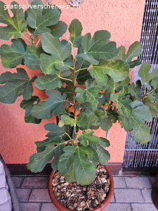 Feigen Baum/ Busch ohne Topf