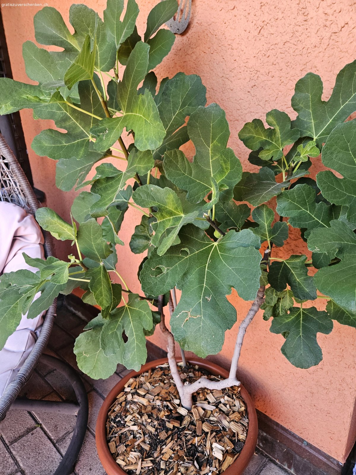 Feigen Baum/ Busch ohne Topf. Wird nur abgegeben da er auf dem Balkon zu gross wurde und er besser ins freie gesetzt werden sollte.
Der Feigenbusch möchte gerne in einen Garten.
Ca.4J alt
leider hat er auch durch den Hagel die Früchte verlohren, kommen aber dann wieder neue.
Grösse: ohne Topf 1m 
breite ca.80cm.
Feige ist Winterhart.
------------------------------
Nur ohne Topf zu haben.
Bei 100% zusage wird er vor der Haustüre deponiert.