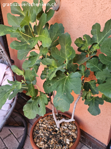 Feigen Baum/ Busch ohne Topf