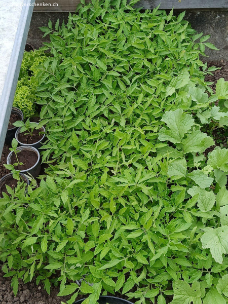 Gesunde Tomatensetzlinge zu verschenken