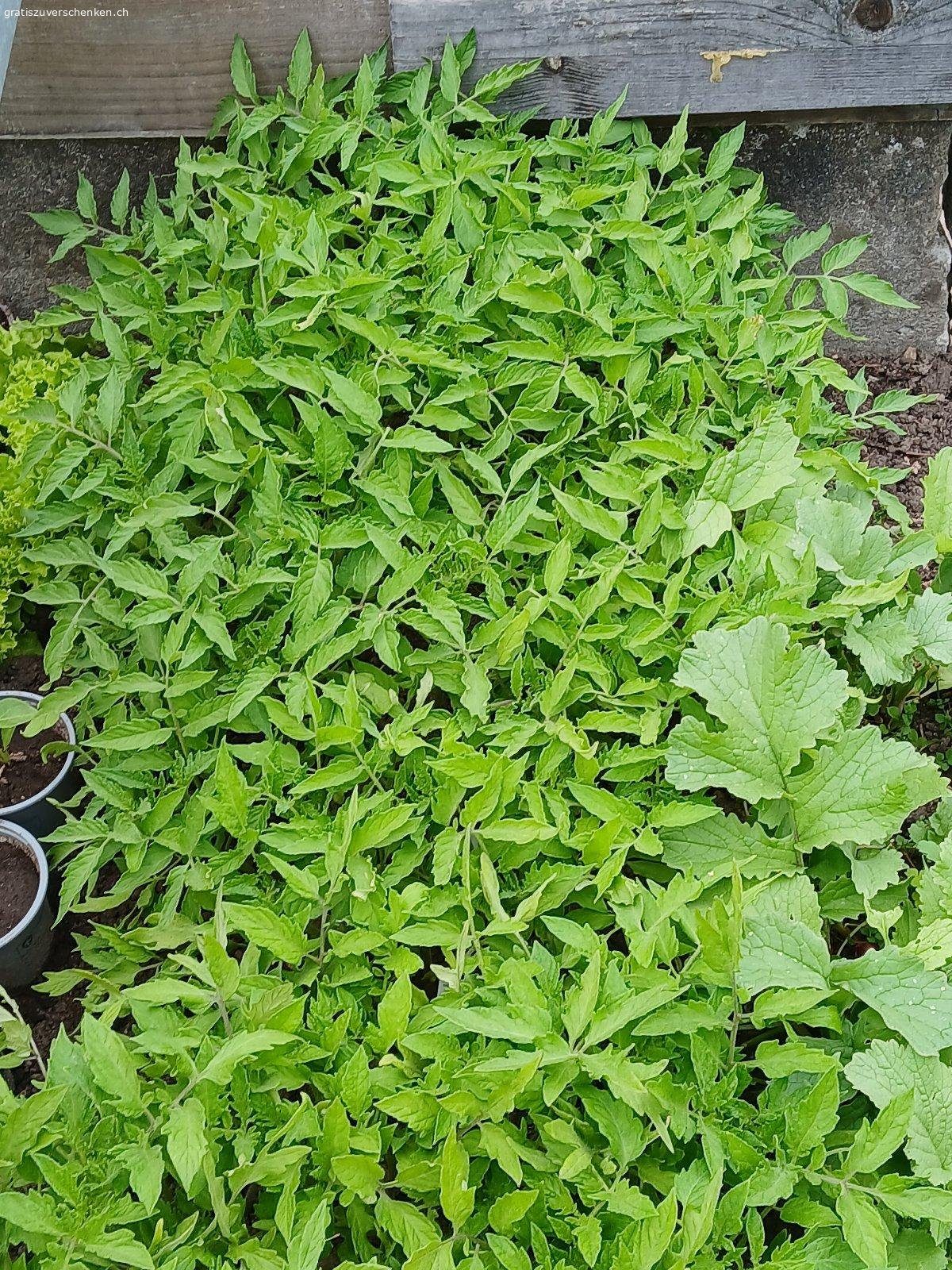 Gesunde Tomatensetzlinge zu verschenken. Gesunde Tomatensetzlinge zu verschenken. 
Max. 8-10  Stück / Käufer. Es hat solange es hat.