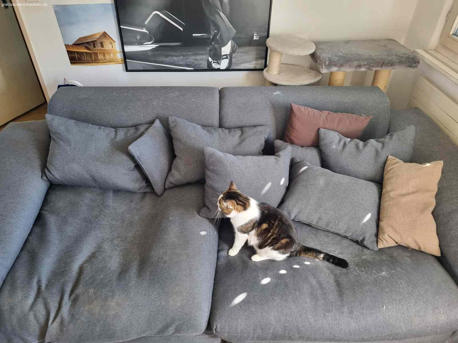 Gratis Möbel zu verschenken (Abholung und Transport selbst). verschenke folgende Möbel:
Sofa (2019 gekauft, gut erhalten, leichte Kratzspuren durch meine Katze, aber keine Urinspuren, nur Haar und Staub durch den Umzug)
Schrank (ca. 20 Jahre alt, aber noch intakt)
Ikea Kommode (2019 gekauft, gut erhalten)
Boxspringbett (2019 gekauft, sehr bequem, Kratzspuren, Matratze leicht verkrümmt, ansonsten in gutem Zustand)
Wichtig:
Alle Möbel müssen selbst abgeholt, abgebaut, getragen, und transportiert werden.
Ich helfe nicht beim Abbau, Transport, Auseinandernehmen oder Nachuntentragen der Möbel (Bett, Schrank, Kommode, Sofa).
Alle Möbel befinden sich im 2. Stock.
Alle Möbel müssen von euch selbst abgebaut, transportiert und getragen werden.
Zusätzlich: Im 3. Stock gibt es noch ein Sofa und ein Bett, die seit ca. 6 Jahren nicht mehr benutzt wurden. Bei Interesse sende ich gerne Fotos. Diese Möbel müssen ebenfalls selbst abgebaut, transportiert und getragen werden.
Bitte nur bei ernsthaftem Interesse melden! Ich biete die Möbel kostenlos an, aber der Abbau, Transport und das Tragen müssen selbst organisiert werden.
