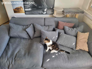 Gratis Möbel zu verschenken (Abholung und Transport selbst). verschenke folgende Möbel:
Sofa (2019 gekauft, gut erhalten, leichte Kratzspuren durch meine Katze, aber keine Urinspuren, nur Haar und Staub durch den Umzug)
Schrank (ca. 20 Jahre alt, aber noch intakt)
Ikea Kommode (2019 gekauft, gut erhalten)
Boxspringbett (2019 gekauft, sehr bequem, Kratzspuren, Matratze leicht verkrümmt, ansonsten in gutem Zustand)
Wichtig:
Alle Möbel müssen selbst abgeholt, abgebaut, getragen, und transportiert werden.
Ich helfe nicht beim Abbau, Transport, Auseinandernehmen oder Nachuntentragen der Möbel (Bett, Schrank, Kommode, Sofa).
Alle Möbel befinden sich im 2. Stock.
Alle Möbel müssen von euch selbst abgebaut, transportiert und getragen werden.
Zusätzlich: Im 3. Stock gibt es noch ein Sofa und ein Bett, die seit ca. 6 Jahren nicht mehr benutzt wurden. Bei Interesse sende ich gerne Fotos. Diese Möbel müssen ebenfalls selbst abgebaut, transportiert und getragen werden.
Bitte nur bei ernsthaftem Interesse melden! Ich biete die Möbel kostenlos an, aber der Abbau, Transport und das Tragen müssen selbst organisiert werden.