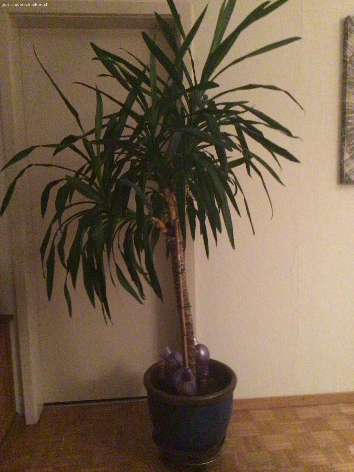 Große Zimmerpalme zu verschenken. TEL. 078 2628535 
Baslerstr.148
8048 Altstetten