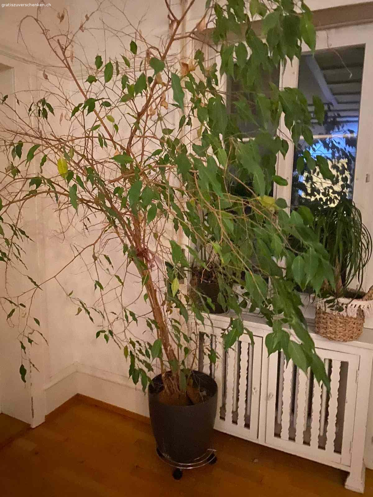 Grosser Ficus. mit Topf
muss bis am 31.12. in Rüti  ZH abgeholt werden