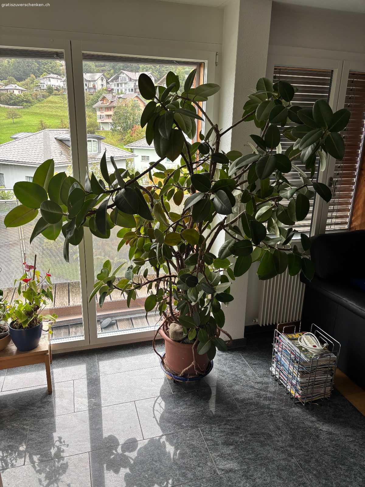 Grosser Gummibaum und Ficus. Gummibaum und Ficus Höhe je 180 cm zu verschenken