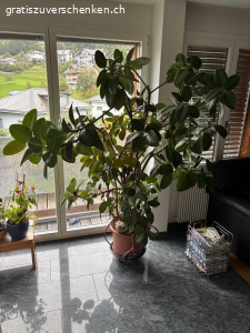 Grosser Gummibaum und Ficus. Gummibaum und Ficus Höhe je 180 cm zu verschenken