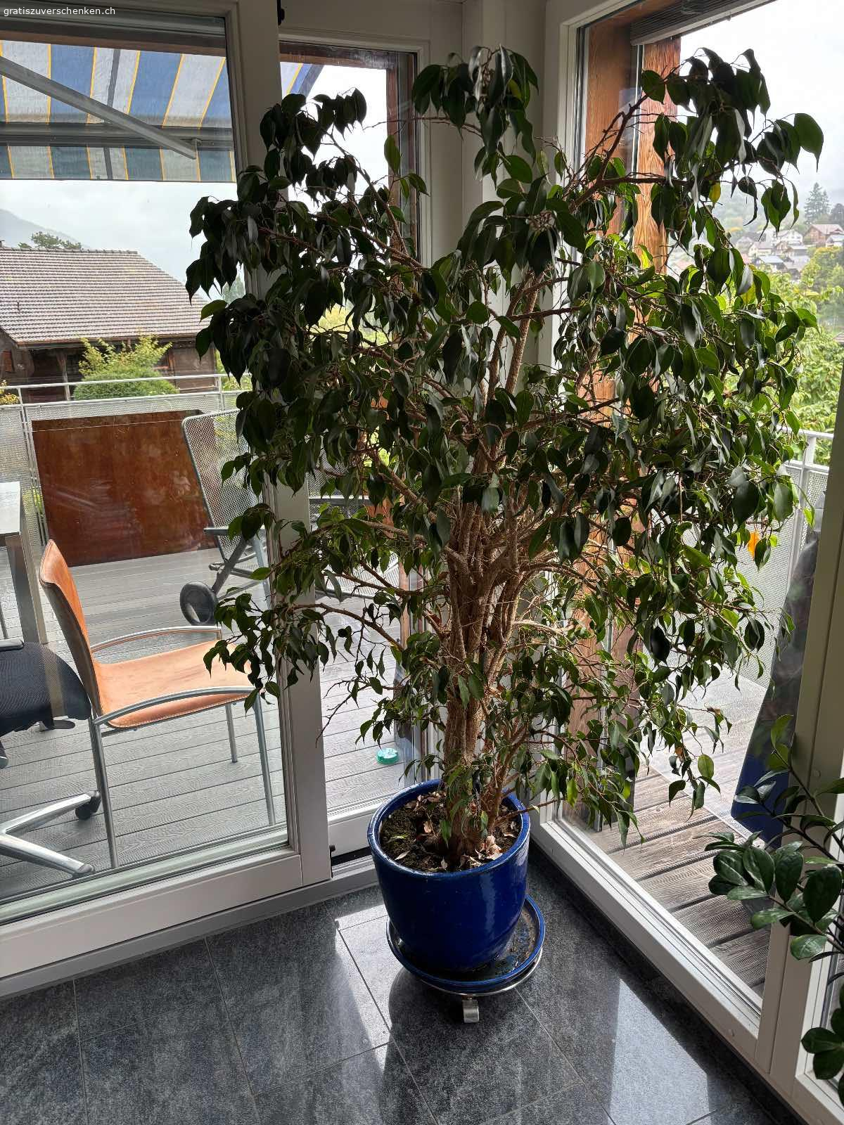 Grosser Gummibaum und Ficus. Gummibaum und Ficus Höhe je 180 cm zu verschenken
