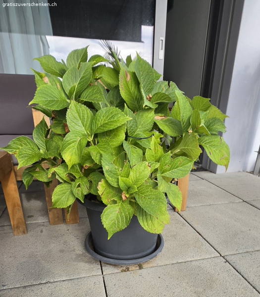 Hortensie