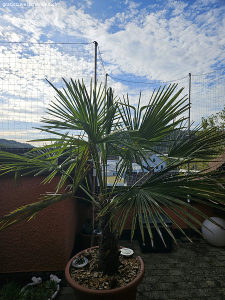 Palme 1.40cm/ schnell abholen!