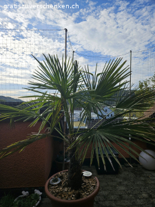 Palme 1.40cm/ schnell abholen!