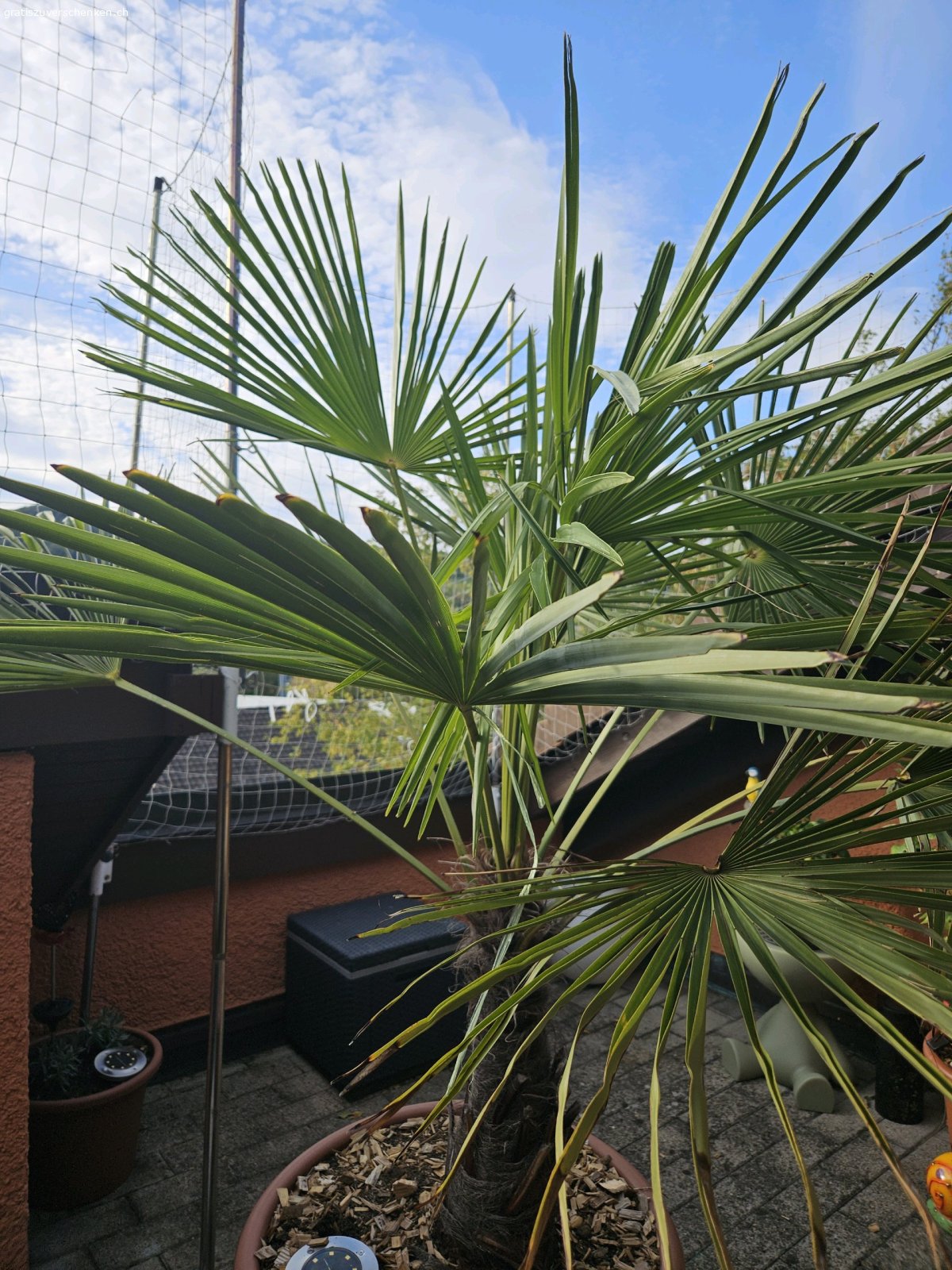 Palme 1.40cm/ schnell abholen!. Leider zu gross geworden für unsere kleine Terasse.
Palme 1.40 von anfangs Stamm bis Blattende (ohne Topf gemessen.)
Sie steht in einem Topf mit durchmesser ca.50cm,
den kann ich leider nicht mitgeben weil er kaput ist.
Bis Sa abholen sonst geht sie in die grün Tonne.
--------------------------------------------
Wird ohne Topf verschenkt.
‐--------------------------------------------
Am besten zu zweit abholen wir können nicht helfen tragen.
2 1/2 Stockwerk ohne Lift.
Bitte schnell abholen?
